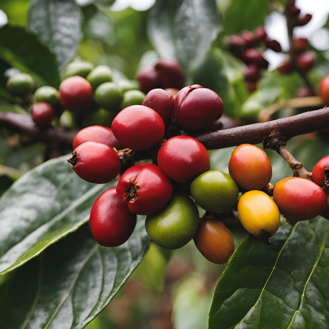 Close-up of red, yellow, and green coffee cherries growing on a branch surrounded by glossy green leaves