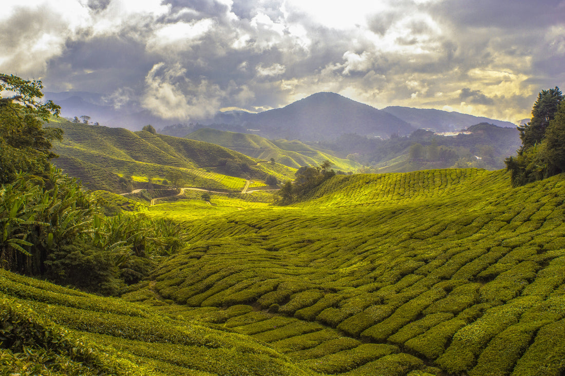 Sustainable Coffee Journey: From Farm to Your Cup in Billings | Rock Creek Roasters