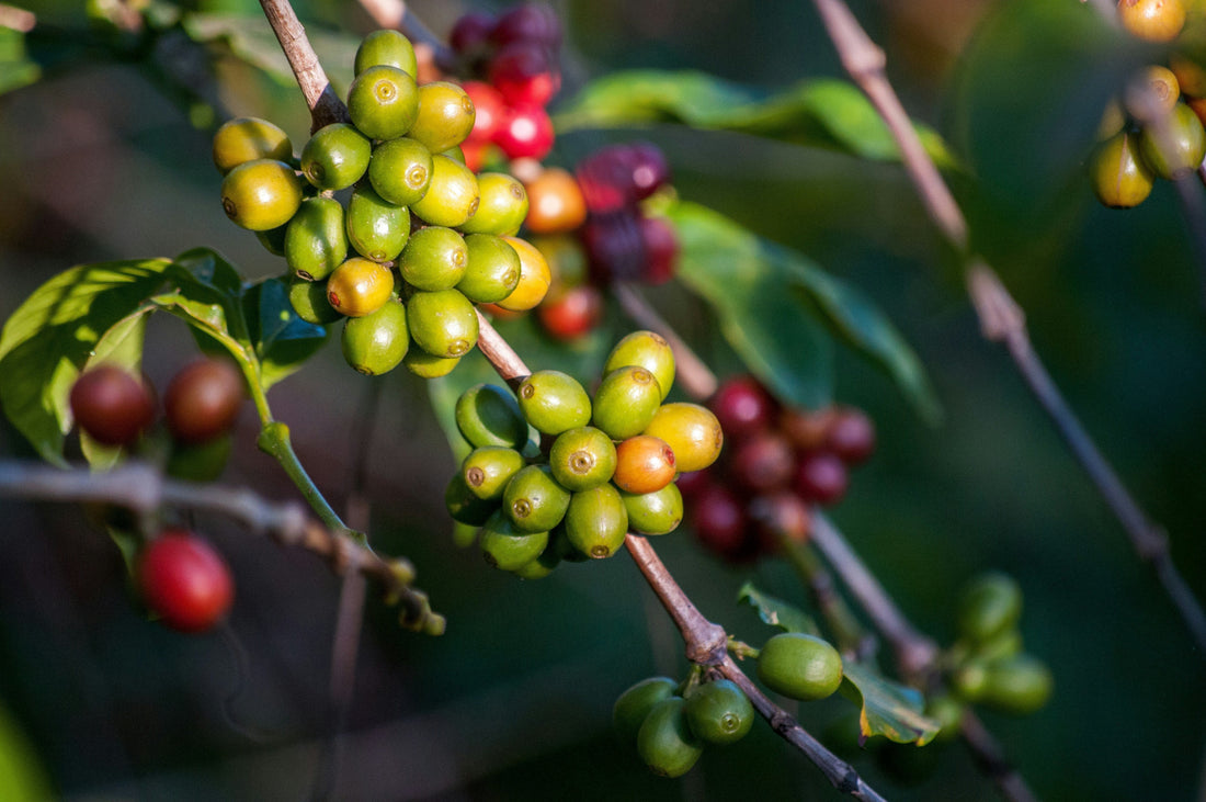 Close-up of coffee cherries growing on a branch, showing clusters of green unripe beans alongside a few ripening red cherries among glossy leaves.