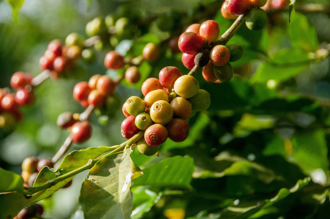 Close up of ripening coffee cherries in shades of red, yellow, and green growing on a branch surrounded by lush green leaves in a sunlit coffee farm.